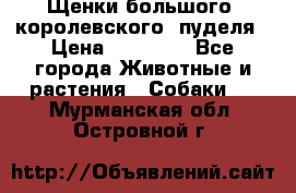 Щенки большого (королевского) пуделя › Цена ­ 25 000 - Все города Животные и растения » Собаки   . Мурманская обл.,Островной г.